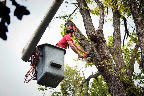 Best Tree Removal Services  in Waverly, VA